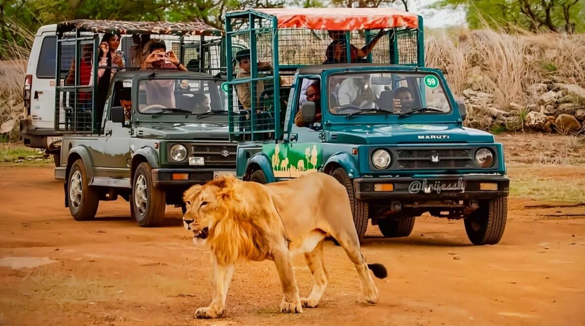Gujarat Lion Safari Tour with Diu